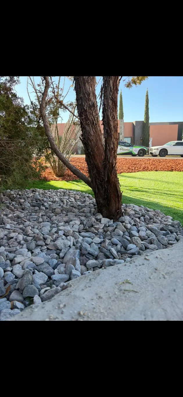 Ocotillo and rock landscaping with stacked gravel border
